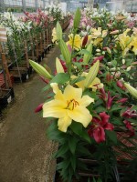 [5207 Eldoret Mak No01.JPG]